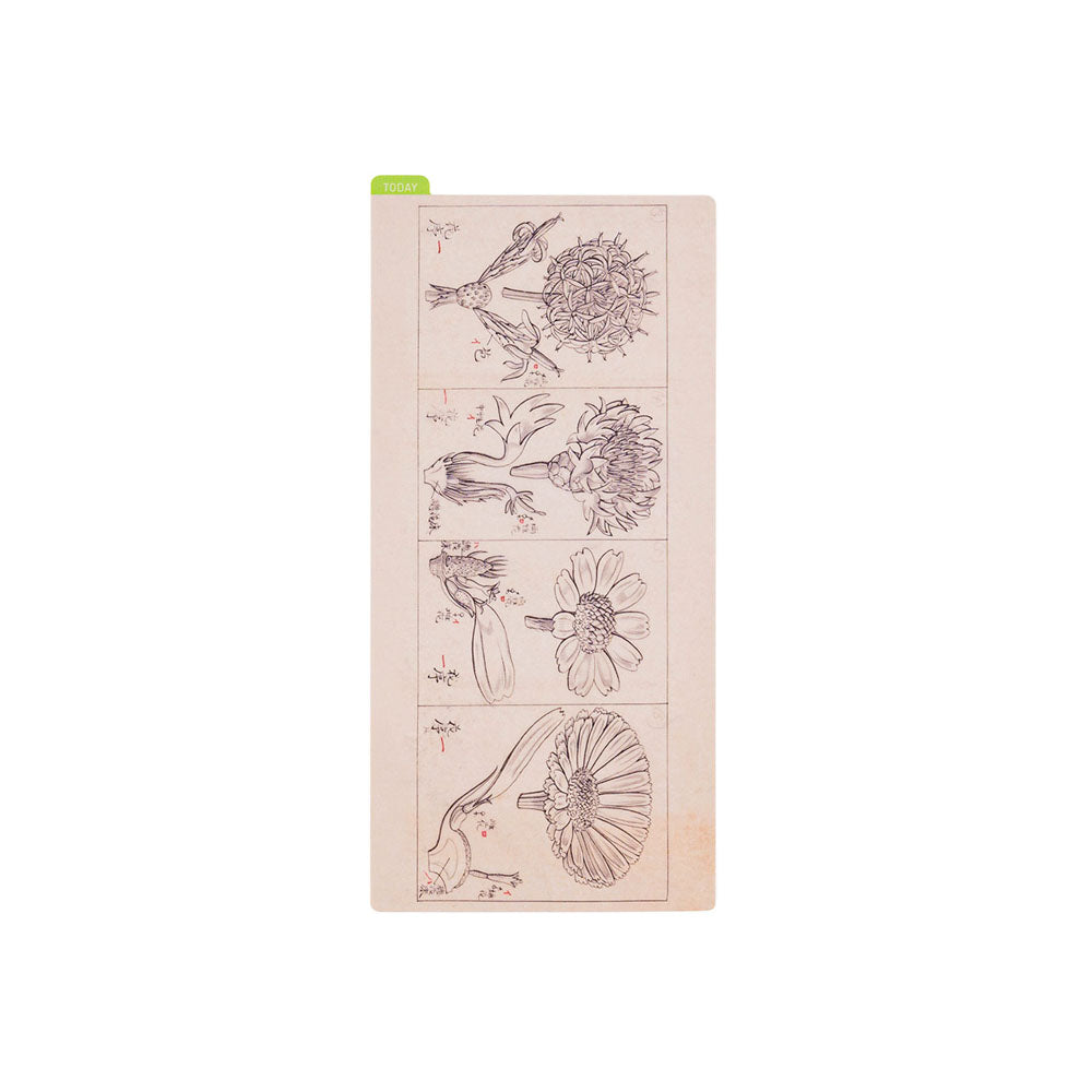 Hobonichi Pencil Board] Tomitaro Makino (Weeks) – Baum-kuchen