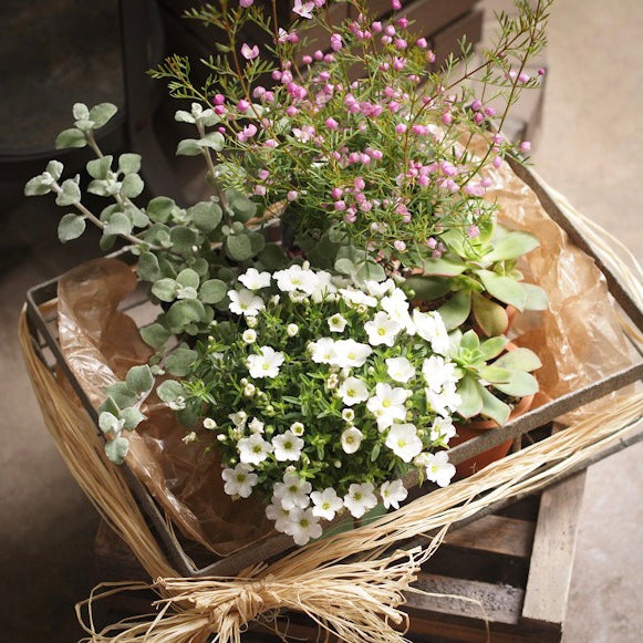 Give a small (and portable!) garden to a mom from the entire family!