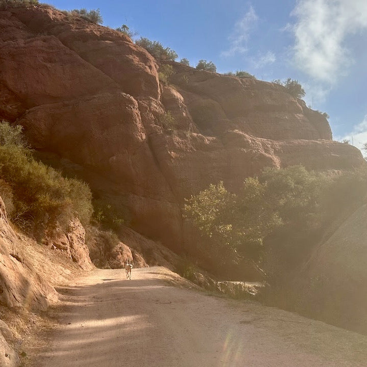 [Analogue Meet-Up // Nature + Journal] November 6th (10am-12pm) @ Topanga Canyon